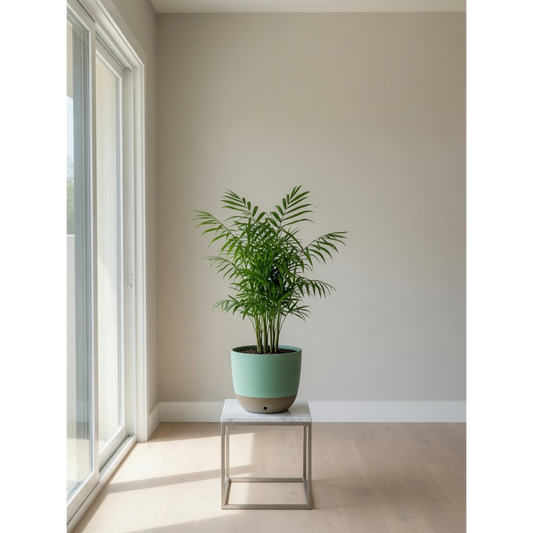 Parlor Palm Medium