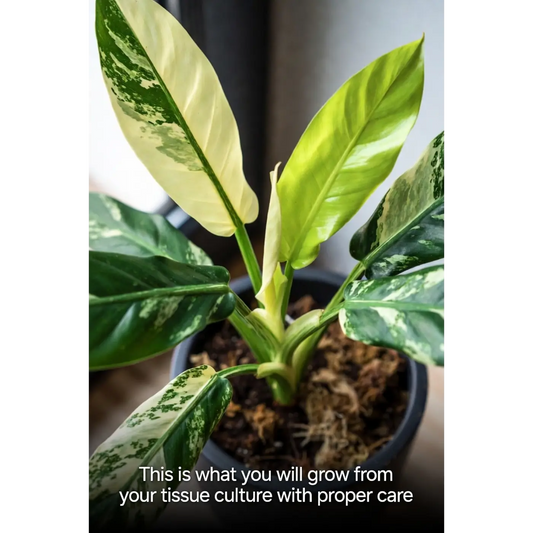 Variegated Burle Marx Philodendron Tissue Culture