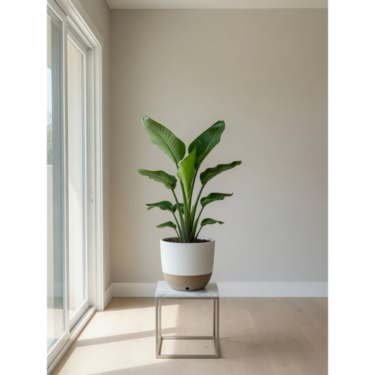 Bird of Paradise Medium