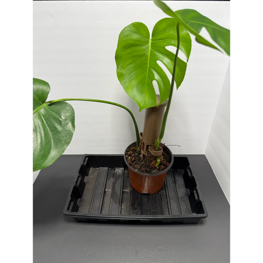 Monstera Deliciosa Moss Pole - 5 Inch Pot | Climbing Indoor Plant