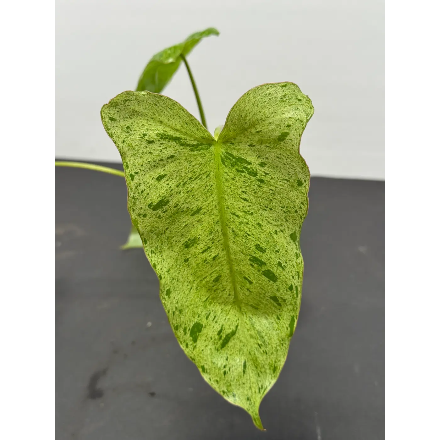 Philodendron Paraiso Verde in a 3-inch pot (1)