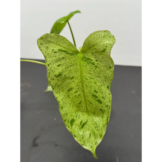 Philodendron Paraiso Verde in a 3-inch pot (1)