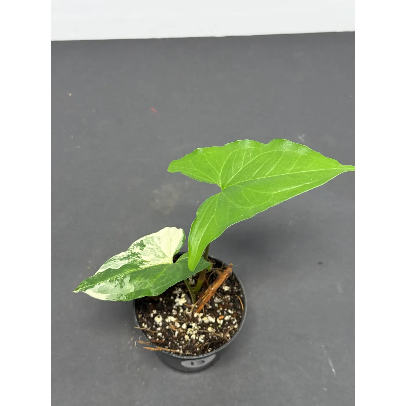 Syngonium Albo 13 (Syngonium podophyllum ‘Albo-variegatum’) in a 3-inch pot