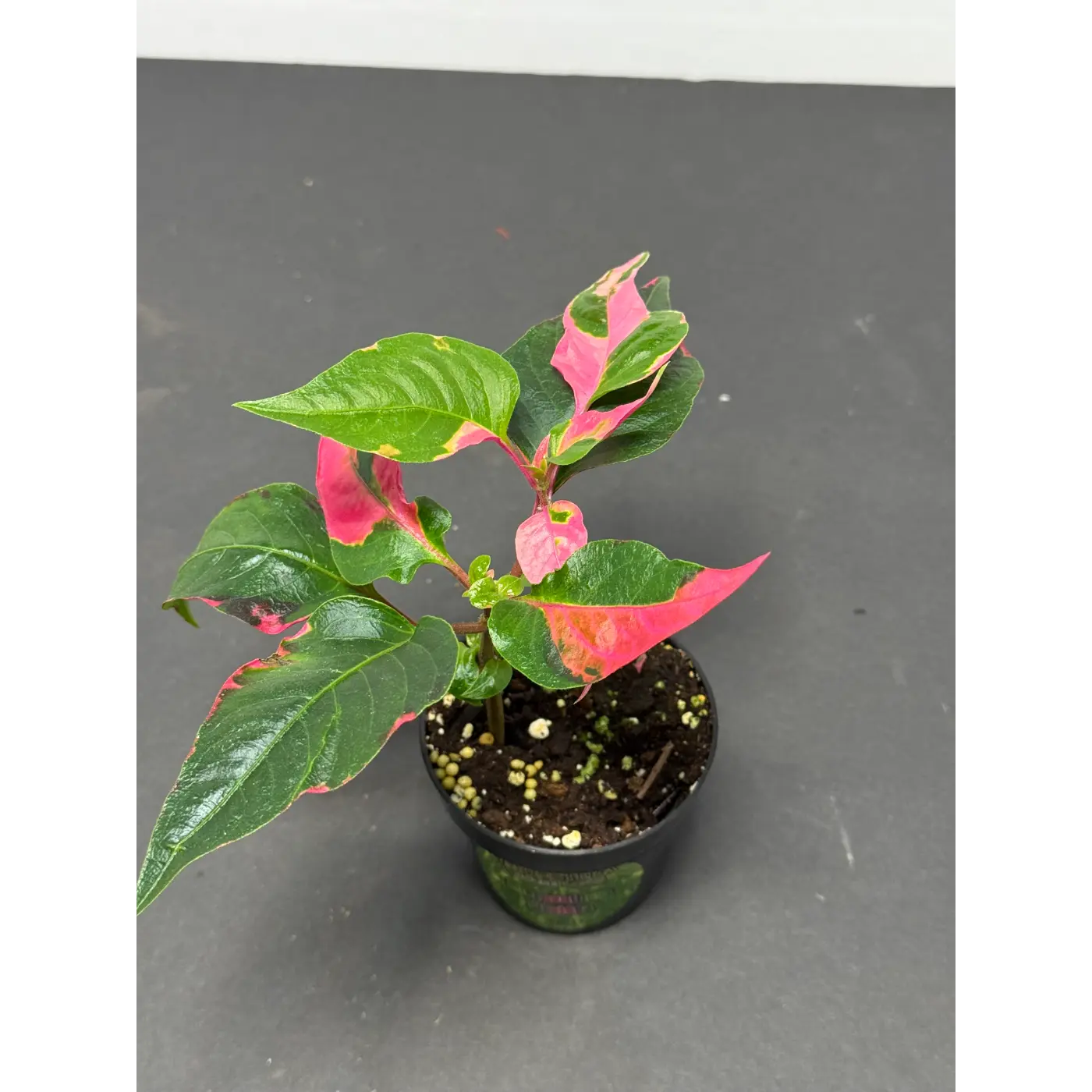 Alternanthera ficoidea (20) (Joseph’s Coat / Parrot Leaf / Calico Plant) in a 3-inch pot