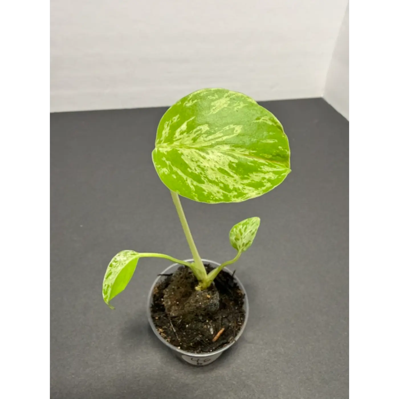 Variegated Monstera Bulbasaur - 2 Inch Pot | Unique Camouflage Houseplant (46)