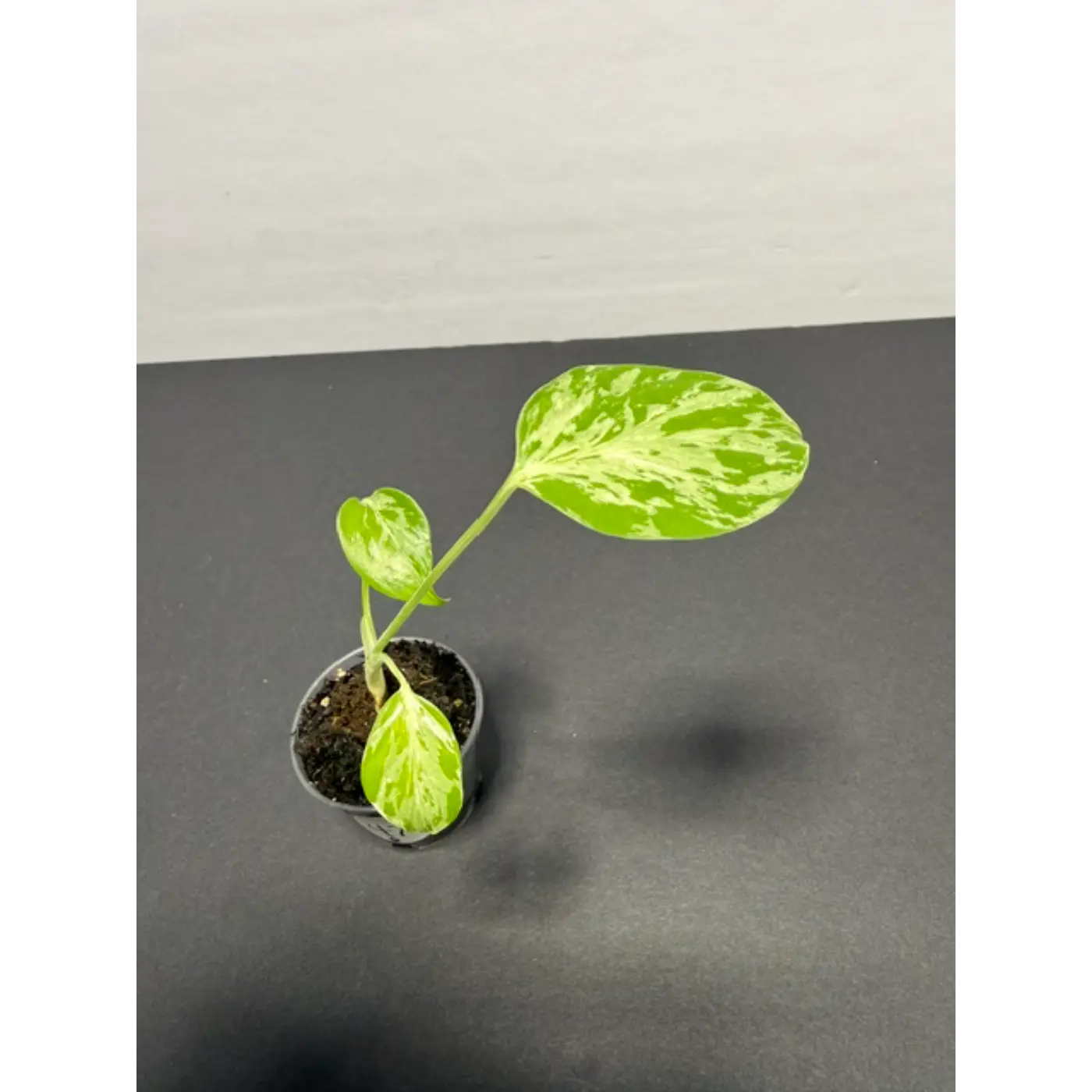 Variegated Monstera Bulbasaur - 2 Inch Pot | Unique Camouflage Houseplant (47)