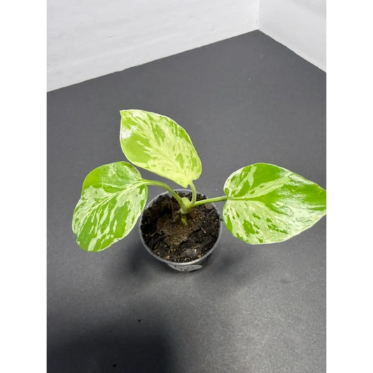 Variegated Monstera Bulbasaur - 2 Inch Pot | Unique Camouflage Houseplant (50)