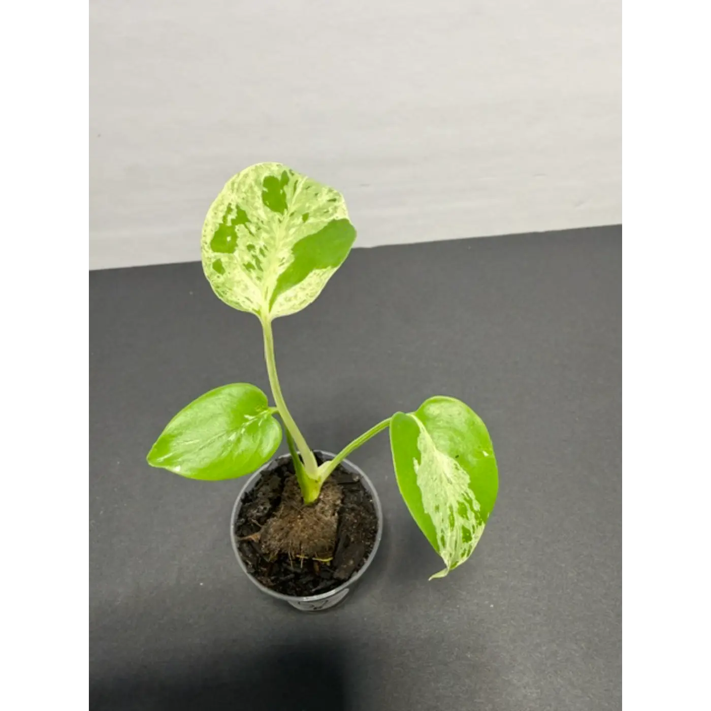 Variegated Monstera Bulbasaur - 2 Inch Pot | Unique Camouflage Houseplant (52)