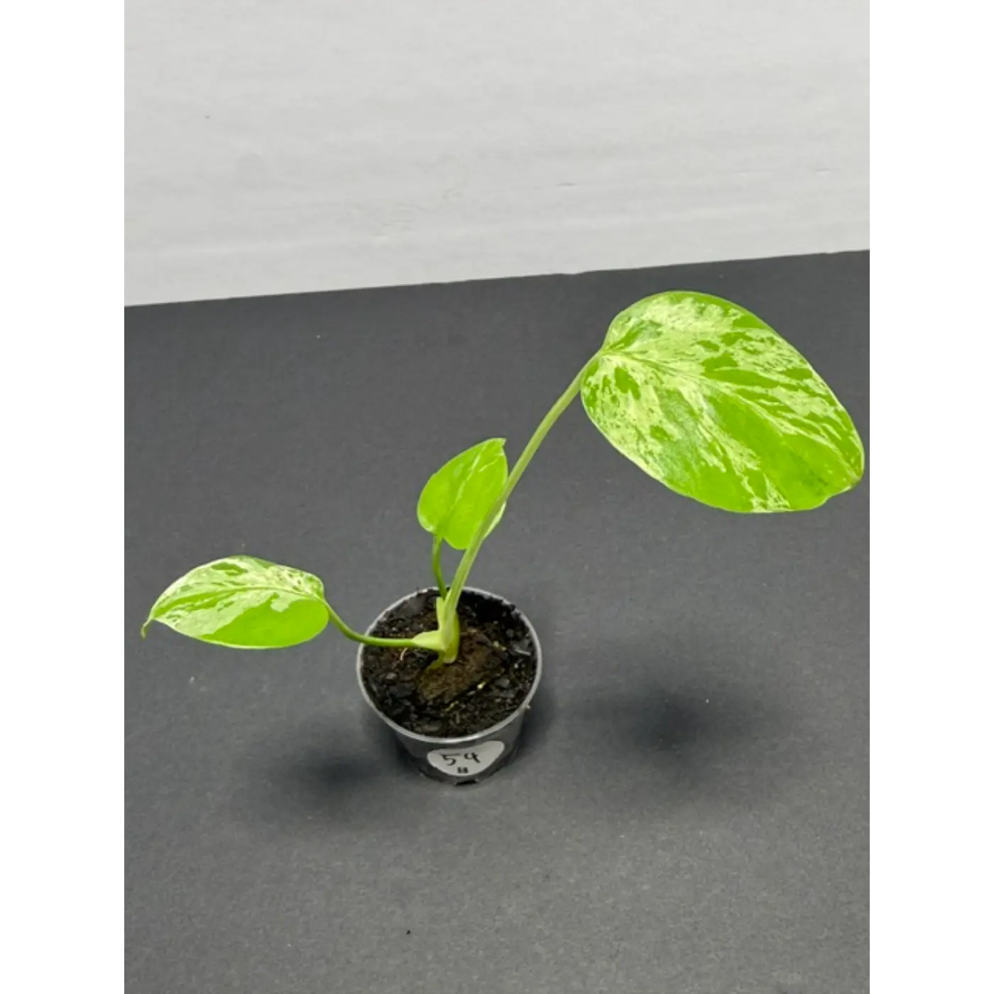 Variegated Monstera Bulbasaur - 2 Inch Pot | Unique Camouflage Houseplant (54)