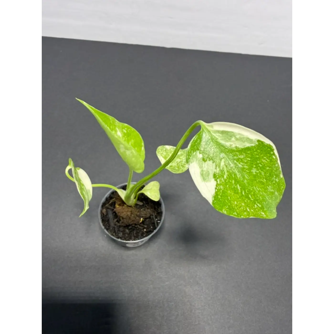 Monstera Cream Cheese Variegated - 2 Inch Pot Houseplant | Creamy White & Yellow Marbled Leaves (68)