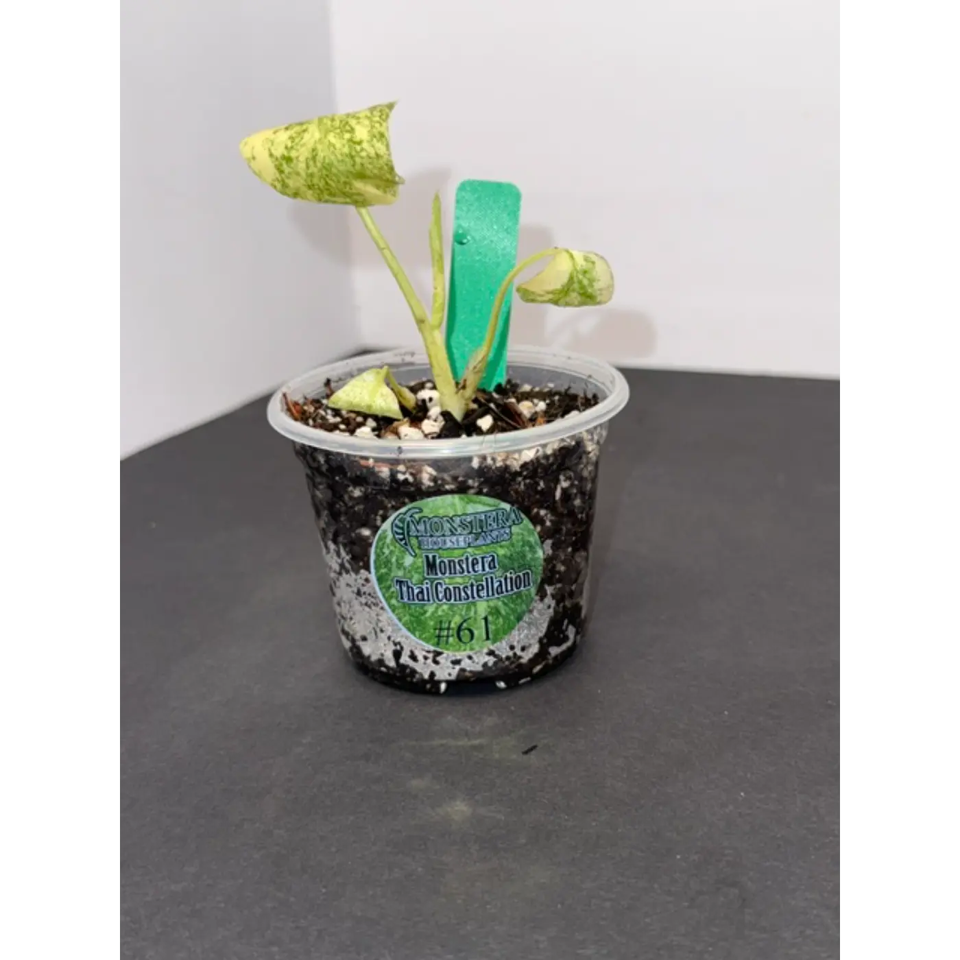 Monstera Thai Constellation #61