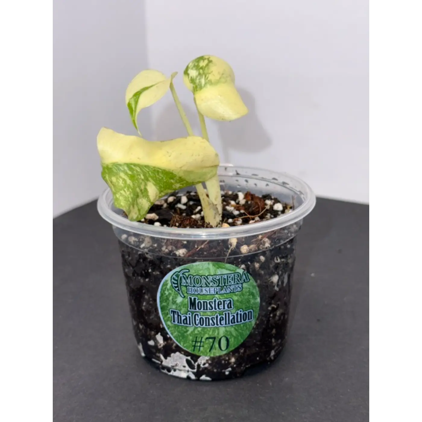 Monstera Thai Constellation #70
