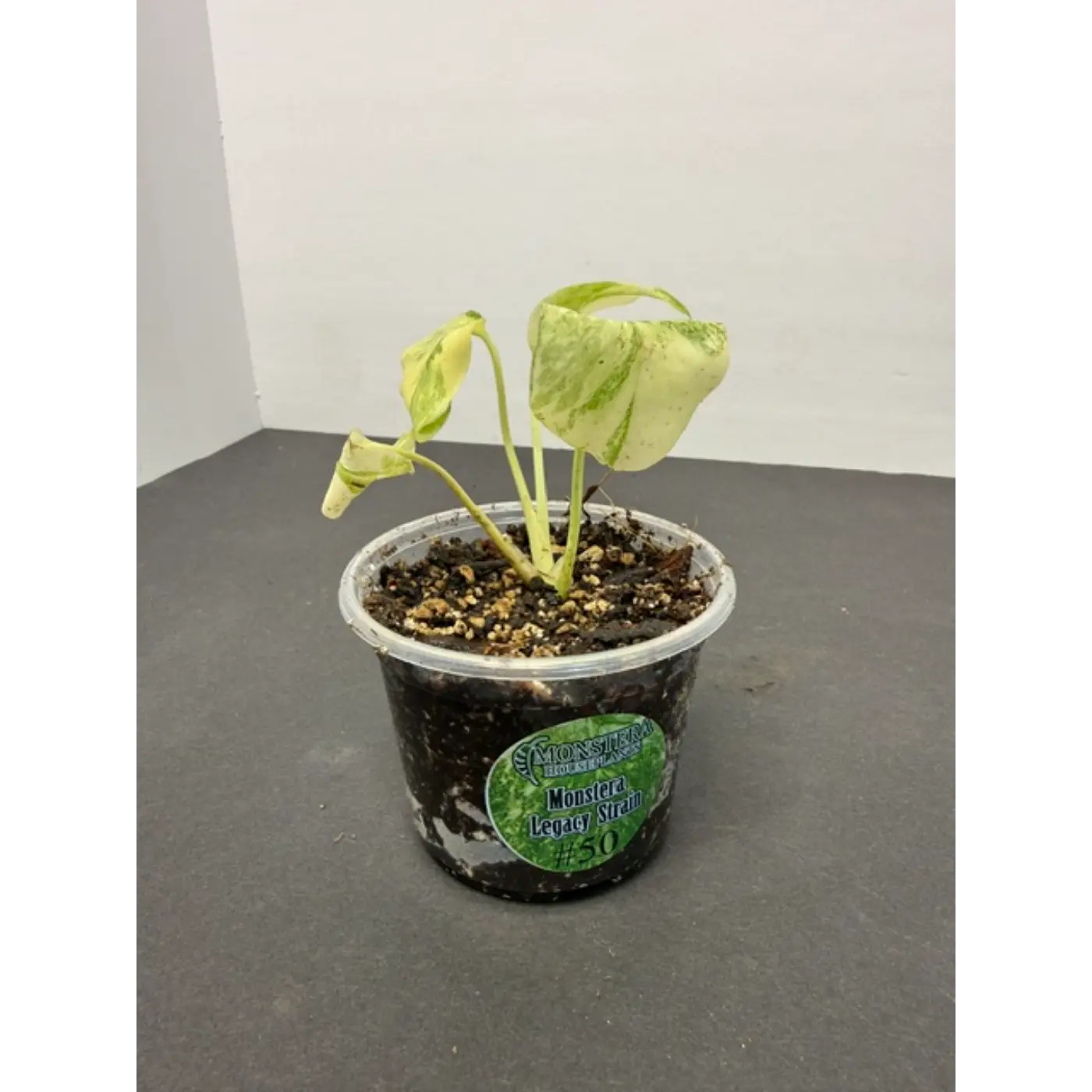 Monstera Legacy Strain #50