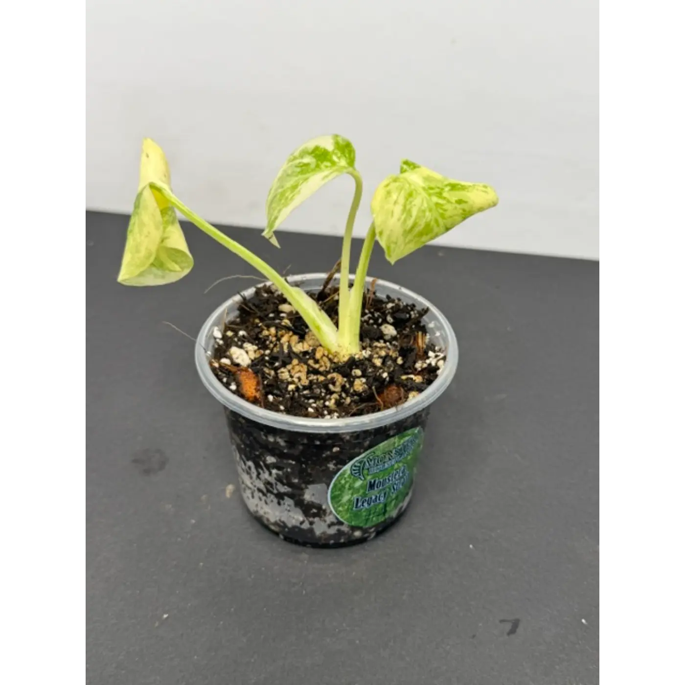 Monstera Legacy Strain #47