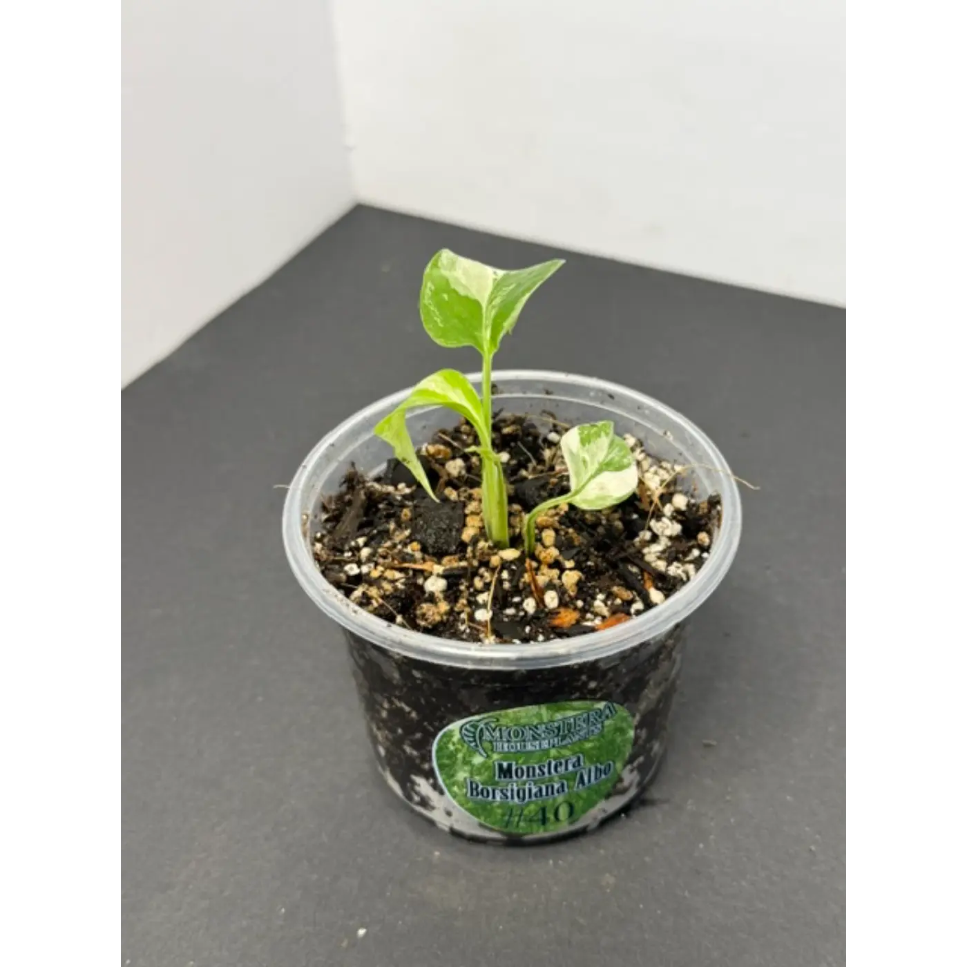 Monstera Borsigiana Albo #40