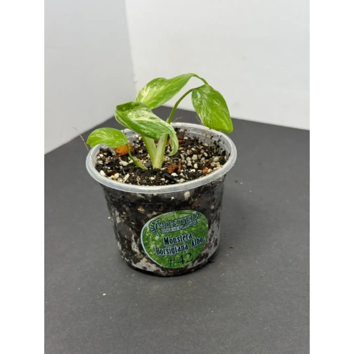 Monstera Borsigiana Albo #42