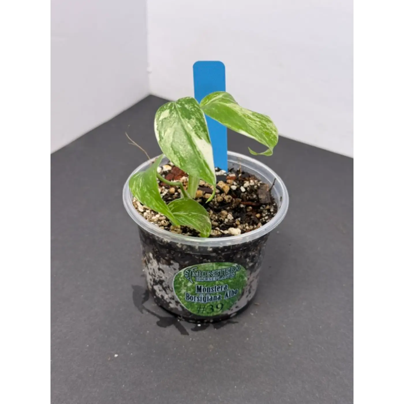 Monstera Borsigiana Albo #39