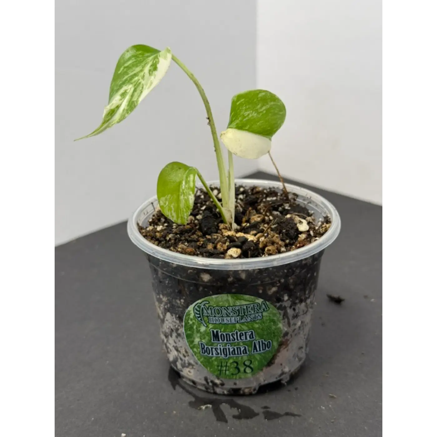 Monstera Borsigiana Albo #38