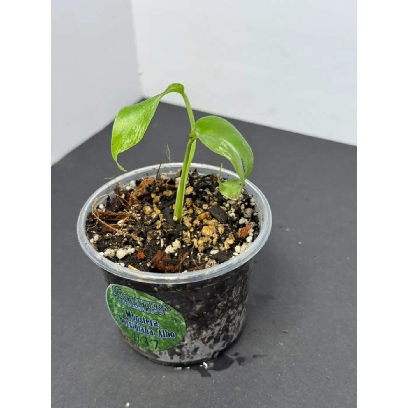 Monstera Borsigiana Albo #37