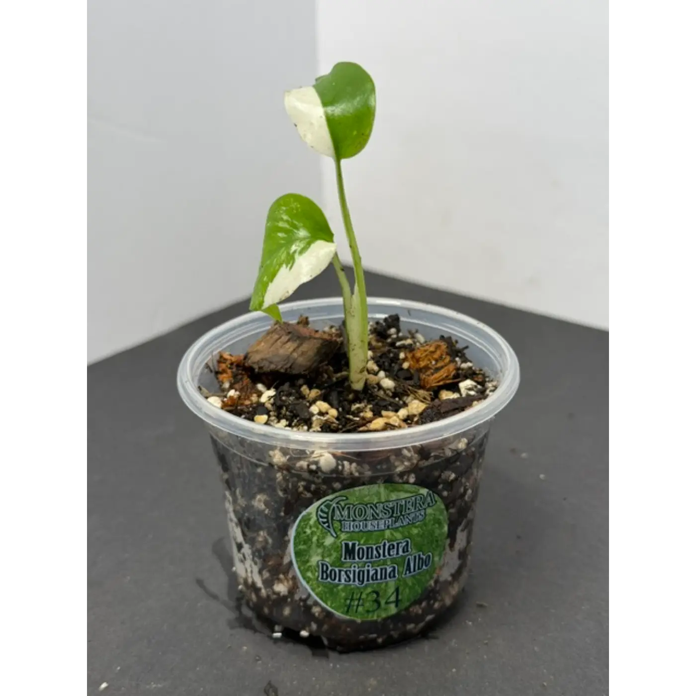Monstera Borsigiana Albo #34