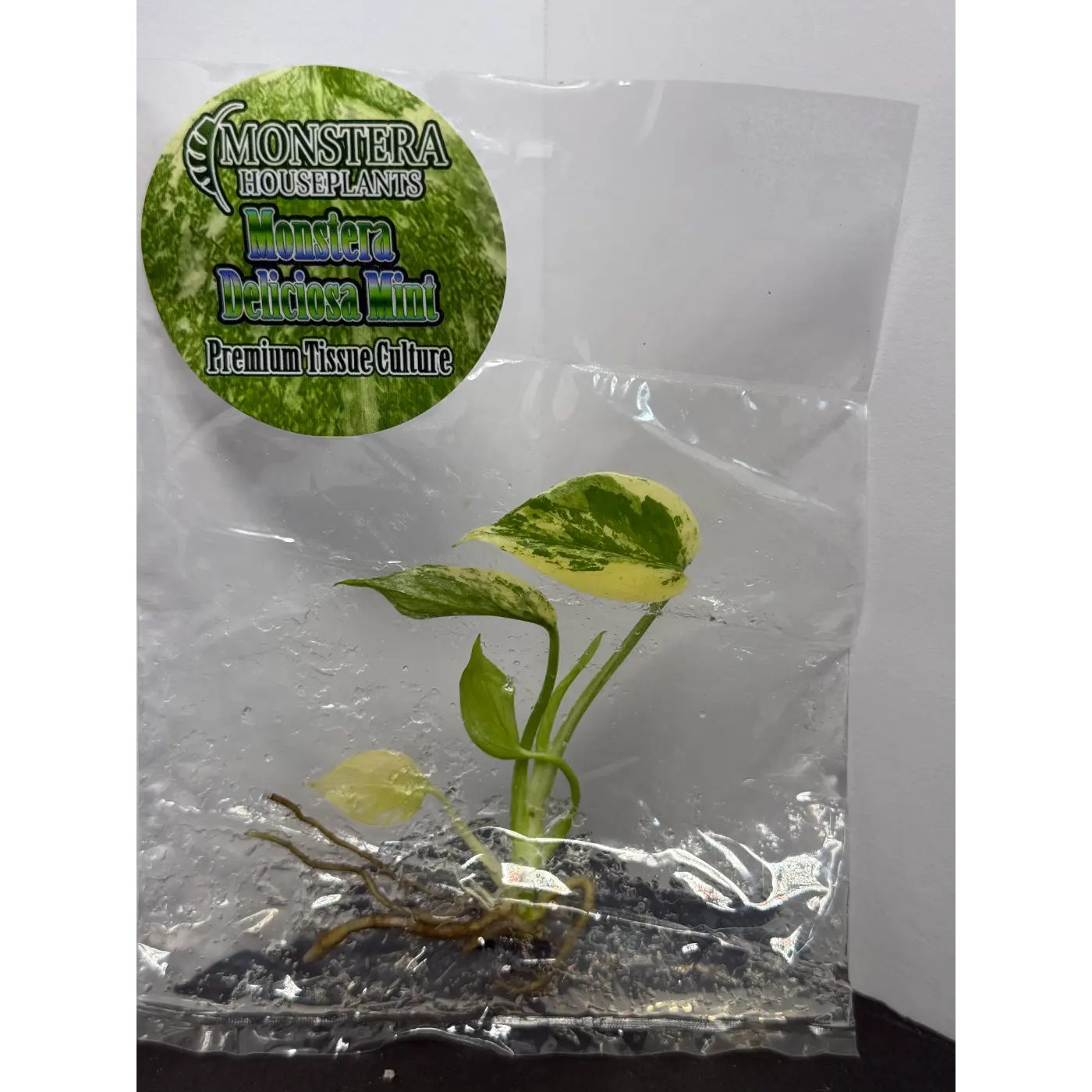 Monstera Mint Tissue Culture - Rare Stable Variegated Plantlet