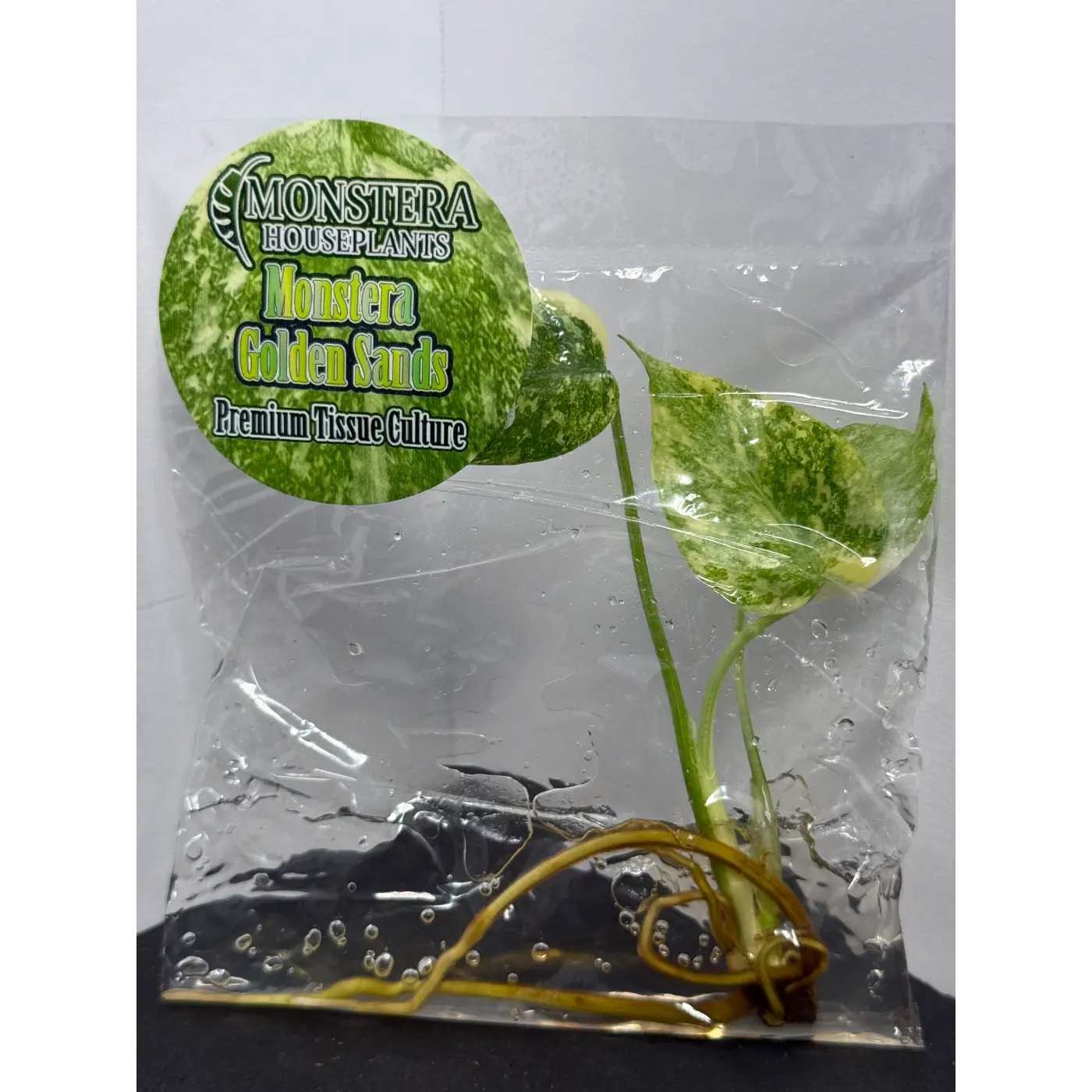 Monstera Golden Sands Tissue Culture - Rare Stable Variegated Plantlet