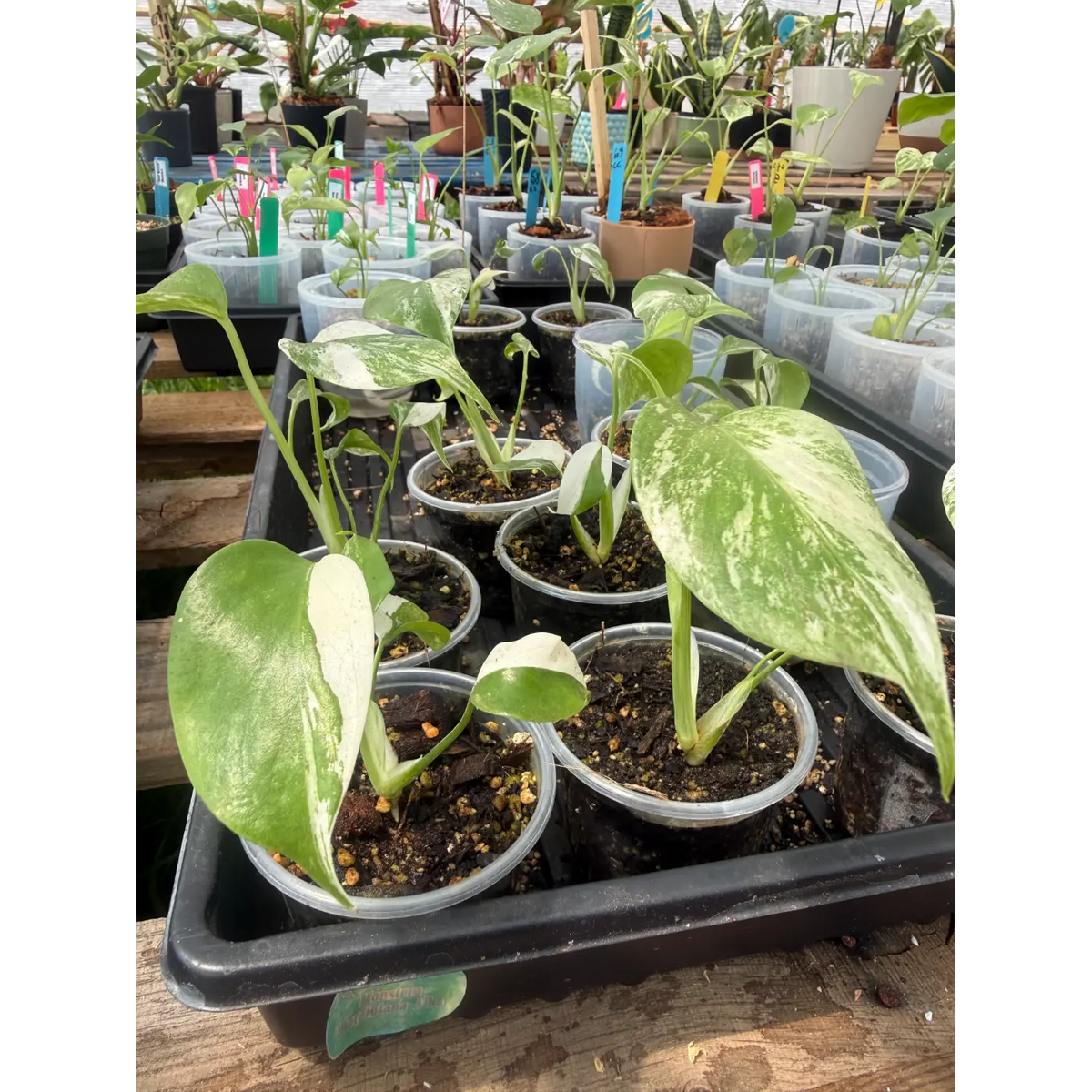 Small Monstera Albo in a 3 Inch Pot | Live Variegated Starter Plant
