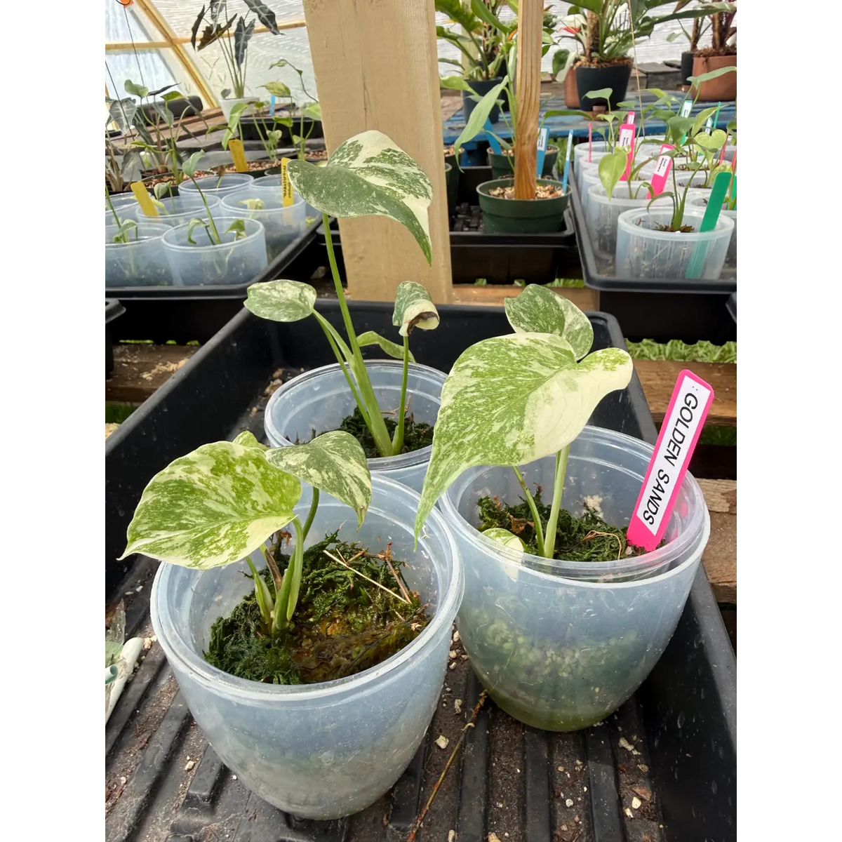 Small Monstera Golden Sands in a 3 Inch Pot