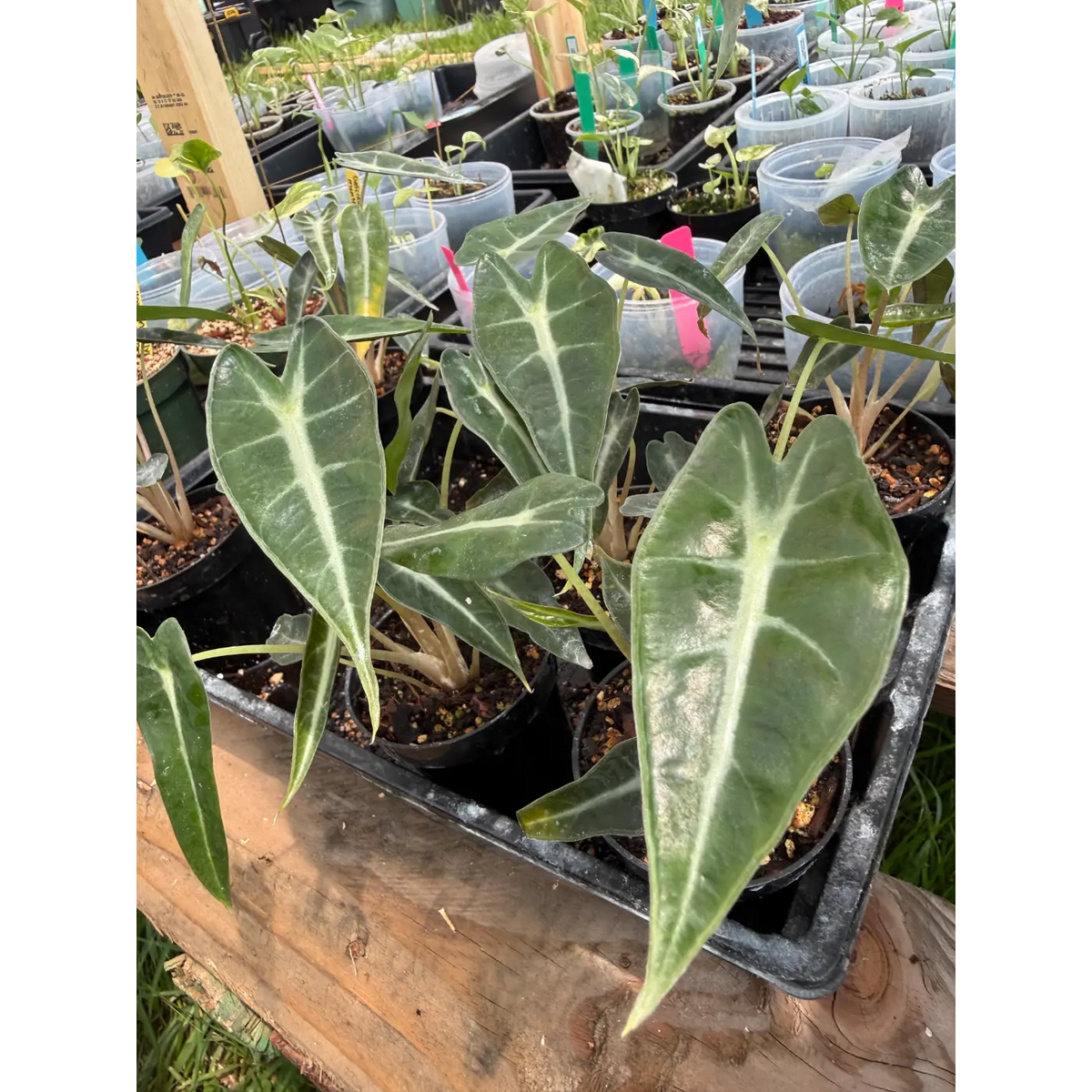 Small Alocasia Bambino in a 3 Inch Pot