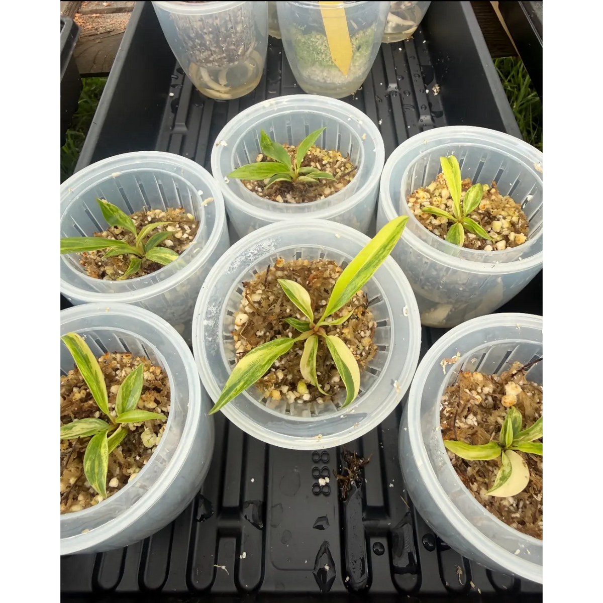 Small Philodendron Caramel Marble in a 3in Pot | St. Pete Grown
