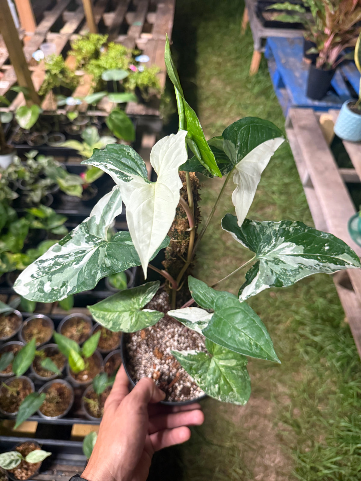 Syngonium Albo growing into the moss pole. (Syngonium podophyllum ‘Albo-variegatum’) in a 6 inch pot