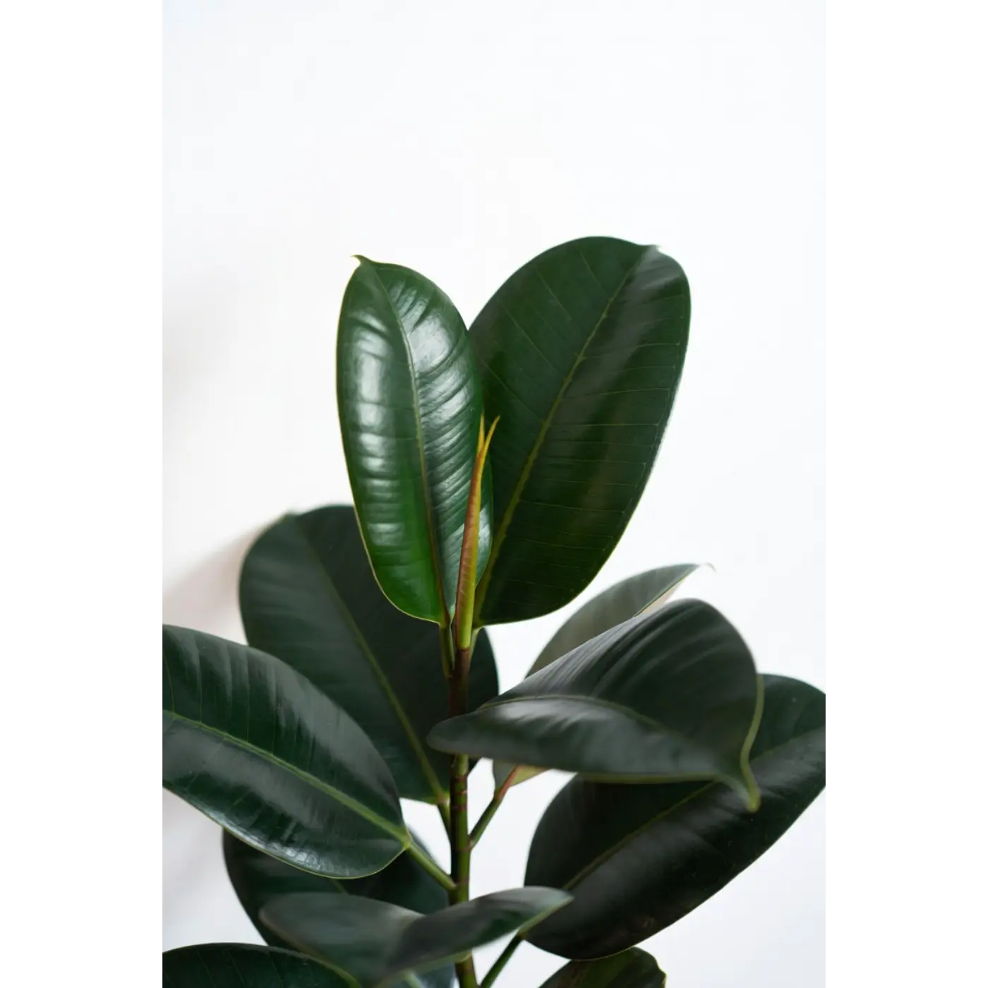 Rubber Tree Medium