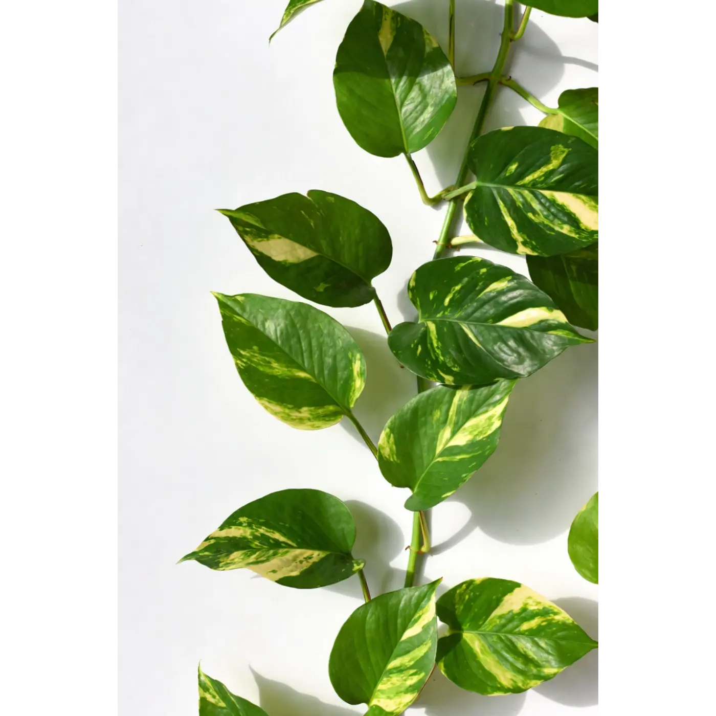 Golden Pothos Medium