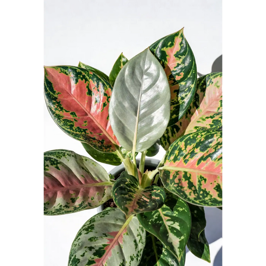 Red Anthurium Small