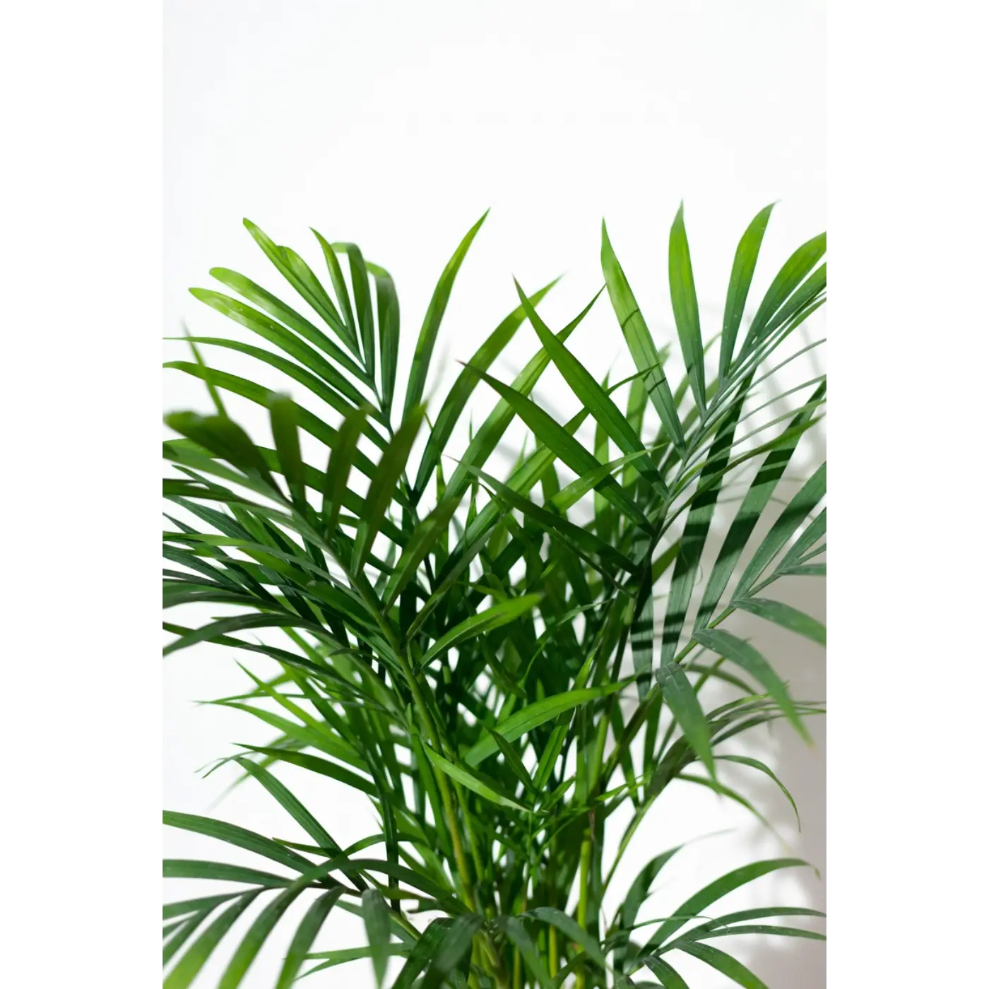 Parlor Palm Medium