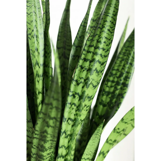 Green Snake Plant Large