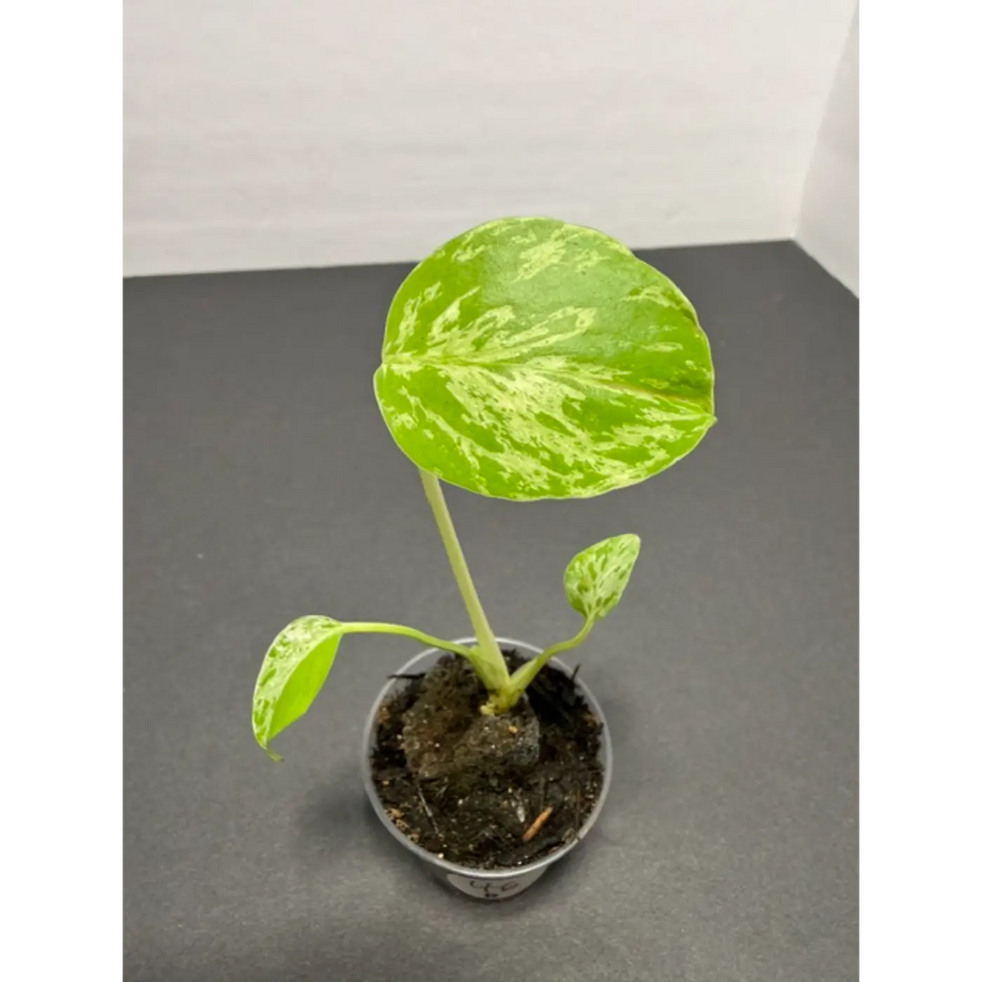 How Fast Do Monstera Bulbasaurs Grow?