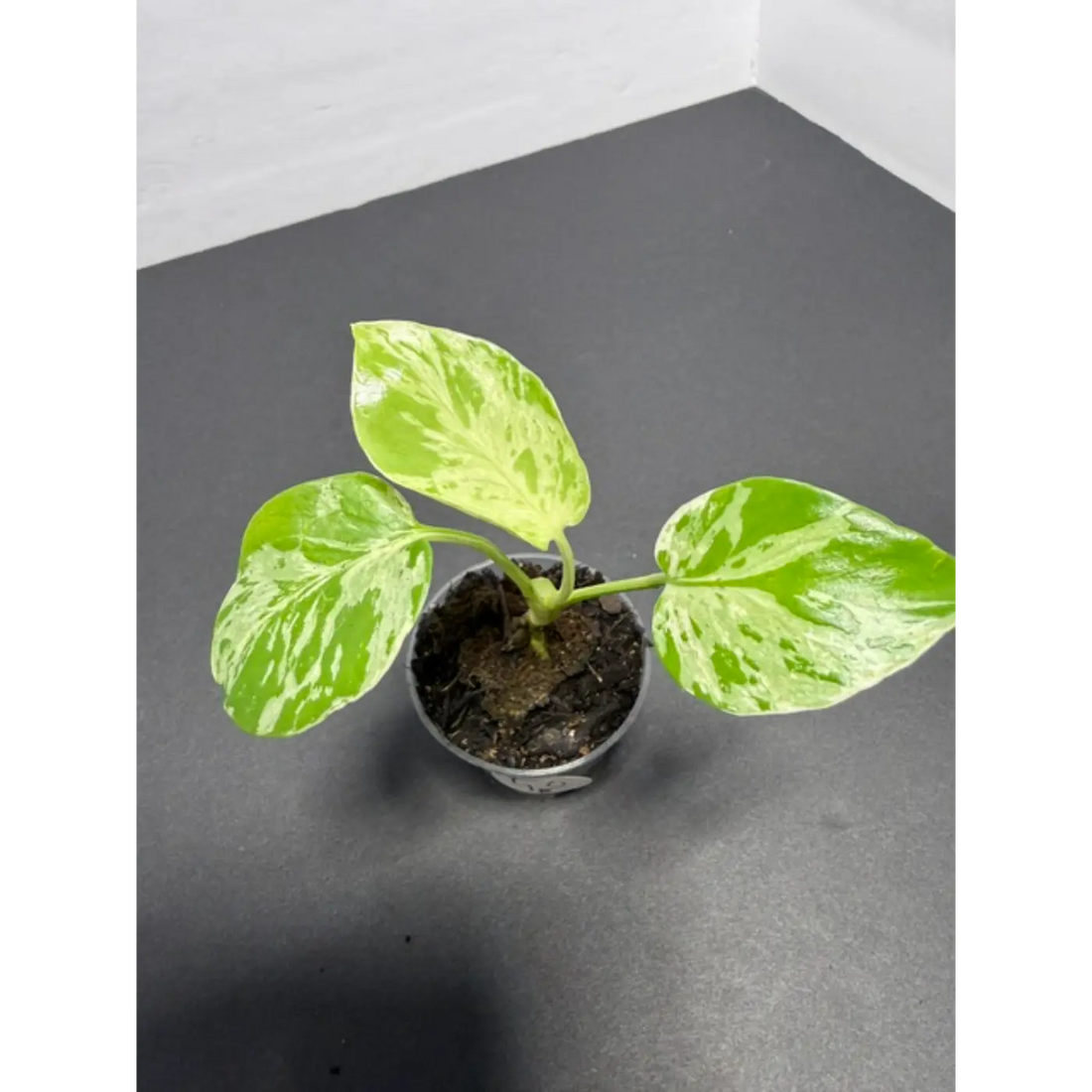 Is Monstera Bulbasaur Hard to Care For?