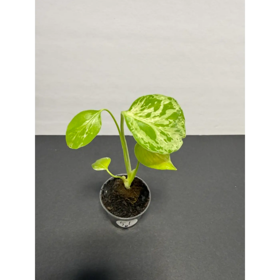 Where to Buy a Monstera Bulbasaur (Without Overpaying)