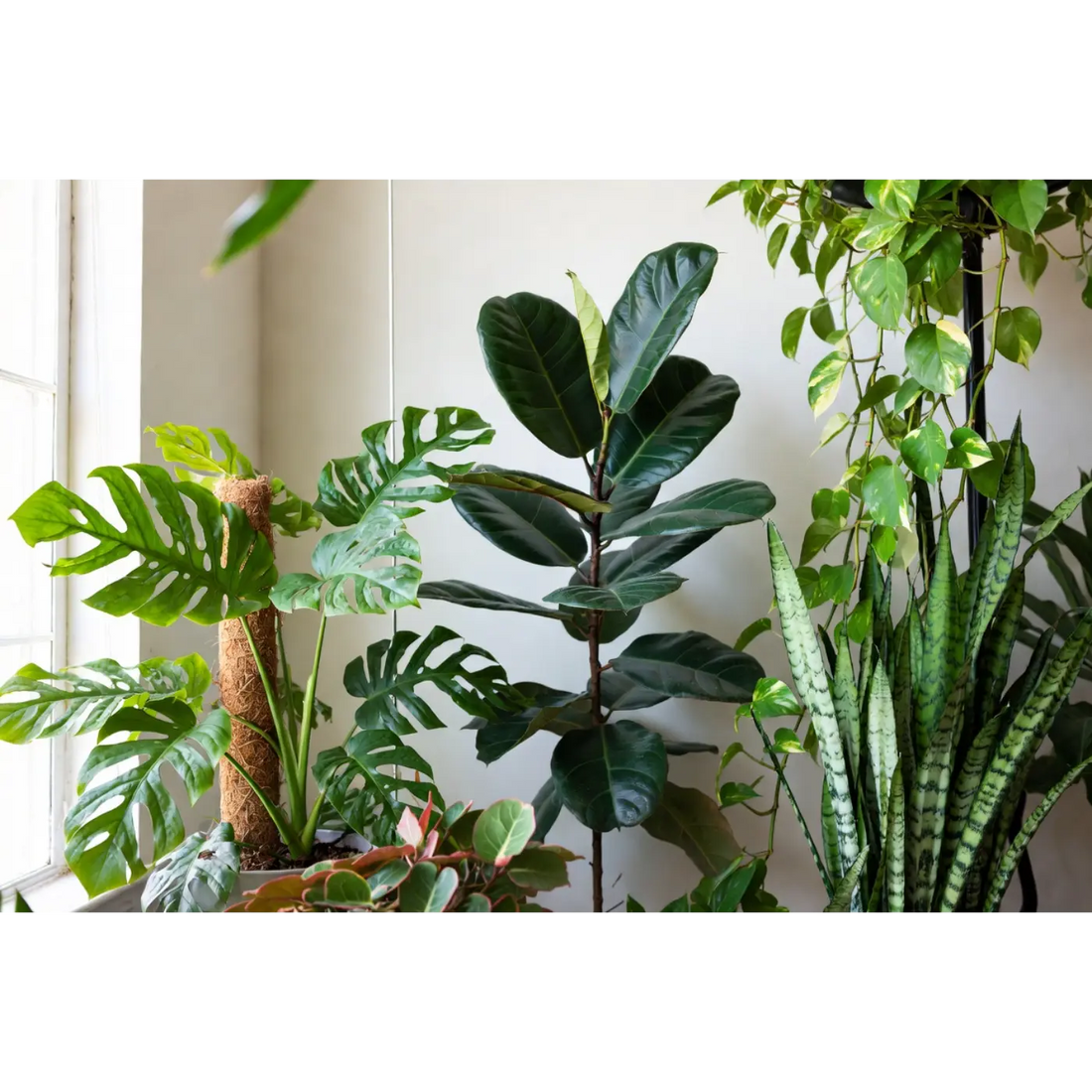 Best Plants for People Who Travel or Forget to Water | Low Maintenance Houseplants