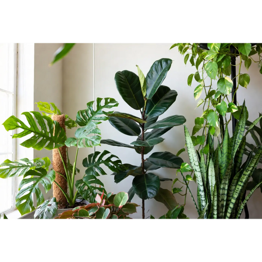 Best Plants for People Who Travel or Forget to Water | Low Maintenance Houseplants