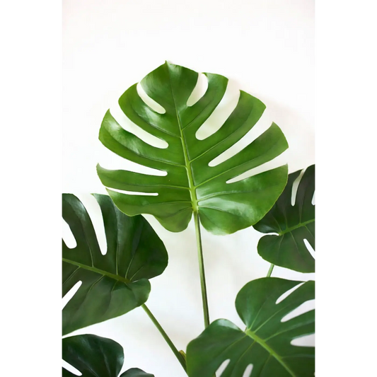 How Often Should You Water a Monstera? Expert Tips from 13 Years Growing Them