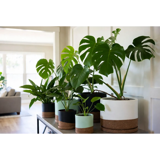 Where to Put Your Monstera in Your Home for Happy Growth