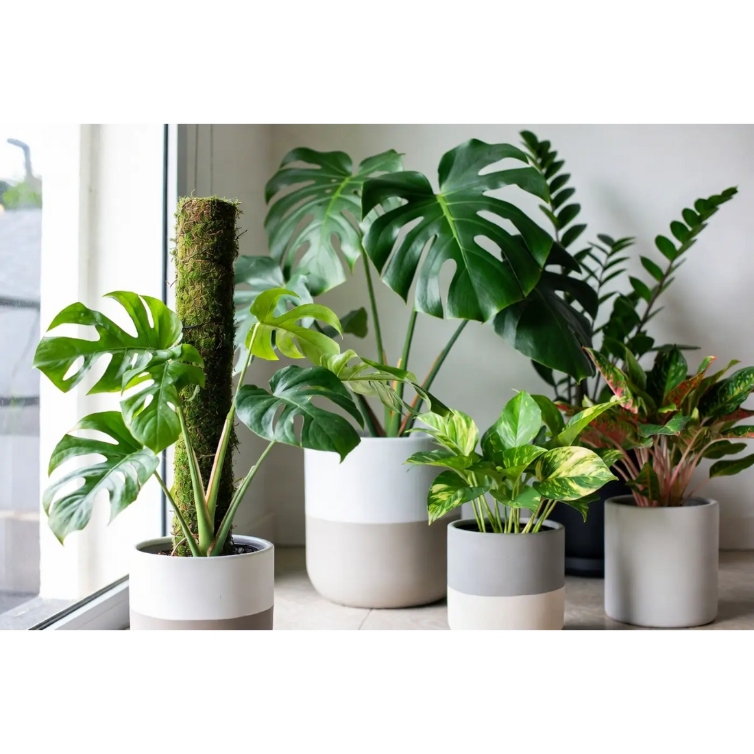 Monstera Houseplants Care library: Expert Tips for Thriving Indoor Plants