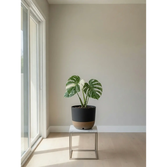 Is Monstera a Good Beginner Plant? My Honest Take After 13 Years Growing Them