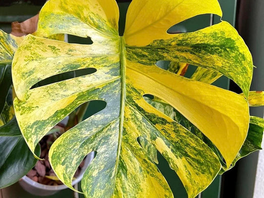 How to Make Your Monstera Grow Faster: Complete Guide