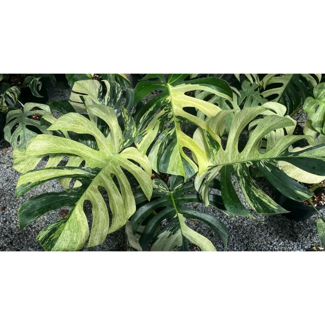 Should I Use a Moss Pole or Trellis for My Monstera?