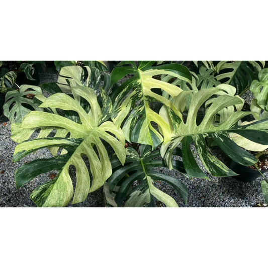 Should I Use a Moss Pole or Trellis for My Monstera?