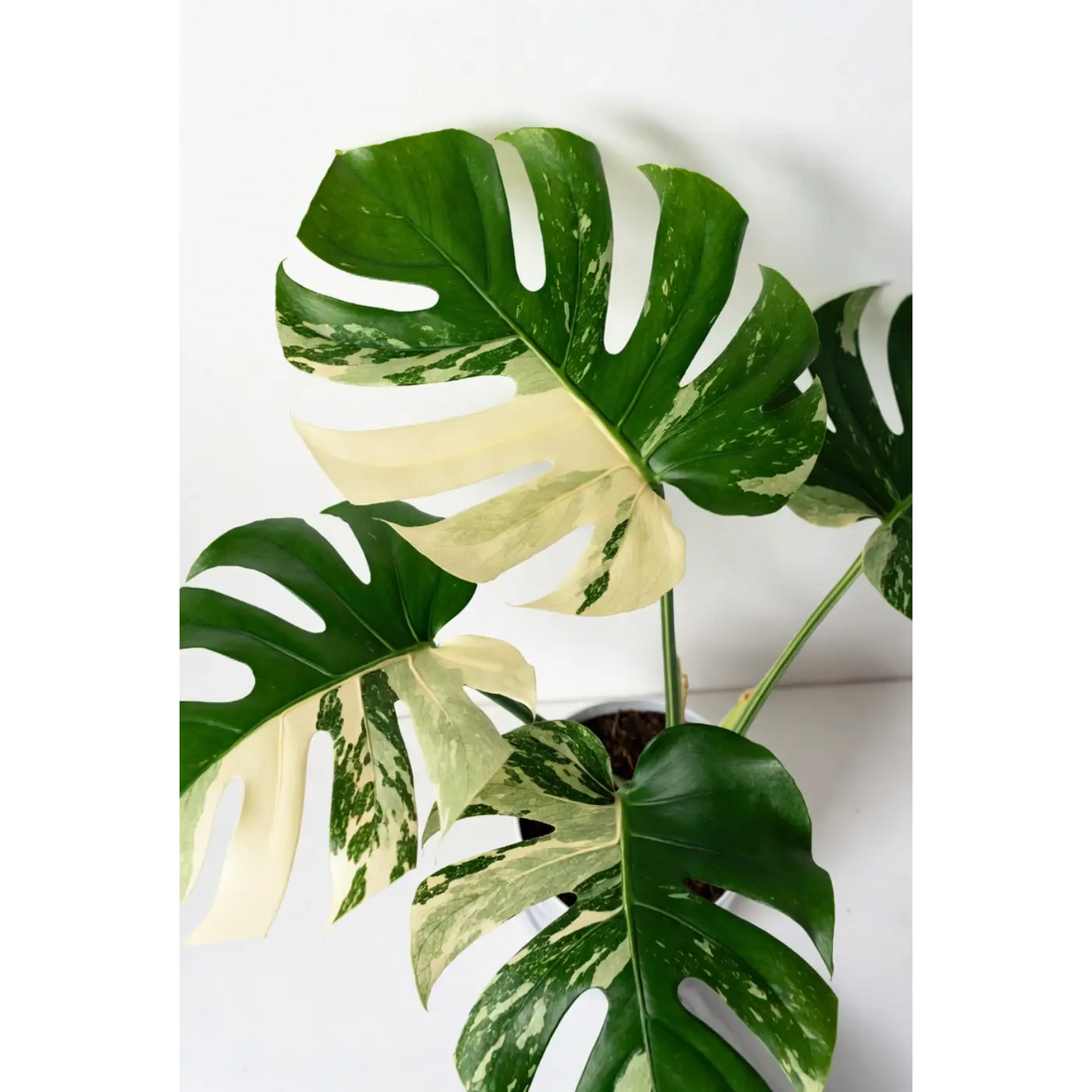 What Should I Do With Monstera Cuttings? Easy Propagation Tips From 13 Years Growing Them