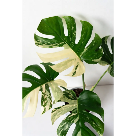 How to Make a Moss Pole for Your Monstera | Premium Houseplant Support Guide
